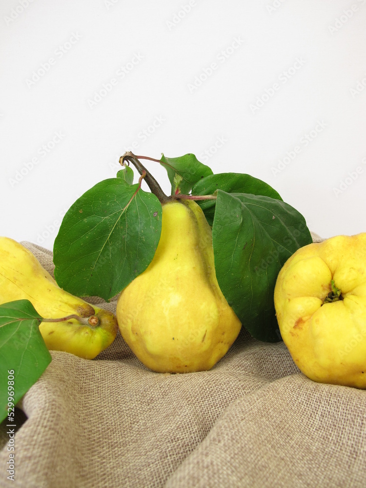 Ripe yellow pear quinces from the garden