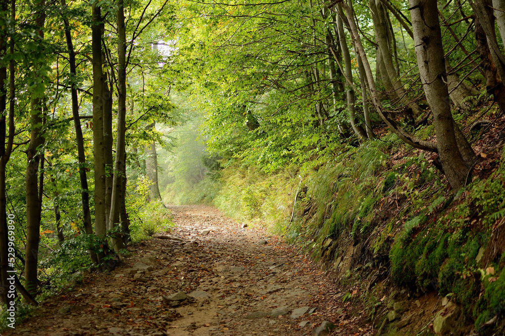 Naklejka premium Leśna droga