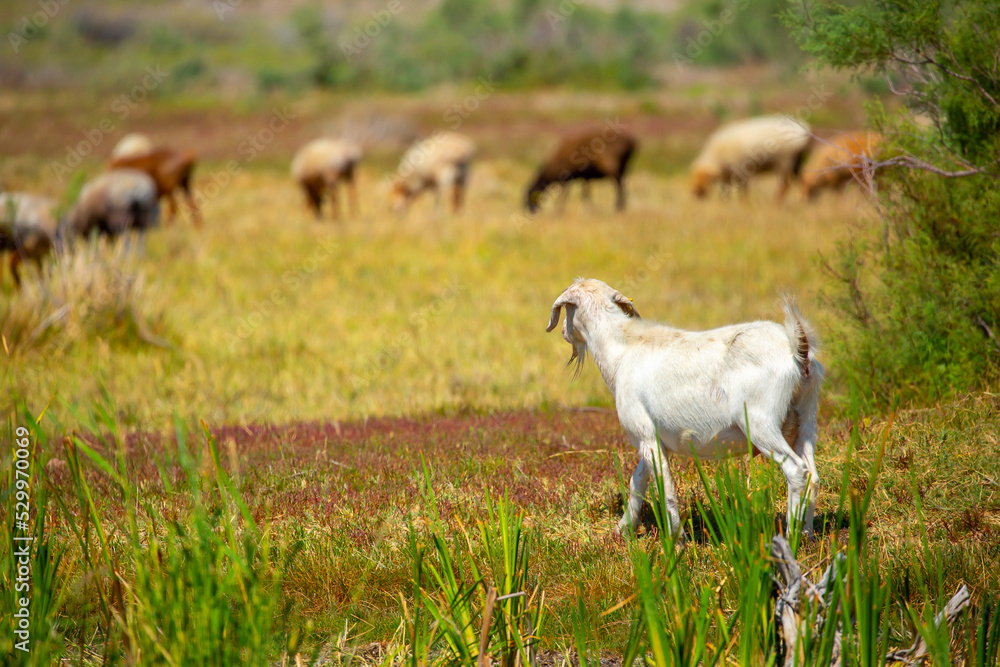Goats in search of food roam the desert hot pasture. Moroccan goats climb trees to eat leaves. Sheep eat the remains of a watermelon. Goats in search of food roam the desert hot pasture. Moroccan goats climb trees to eat leaves. Sheep eat the remains of a watermelon.