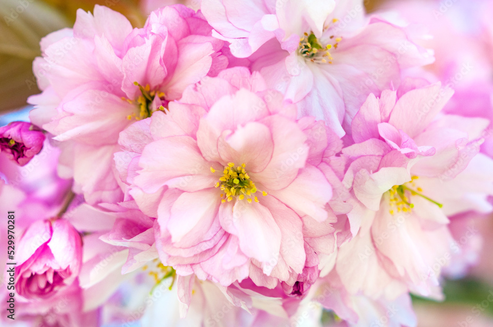 Close up of blooming pink flowers on branch of cherry tree Close up of blooming pink flowers on branch of cherry tree