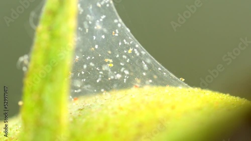 Spider mites on tomato plant, macro view photo