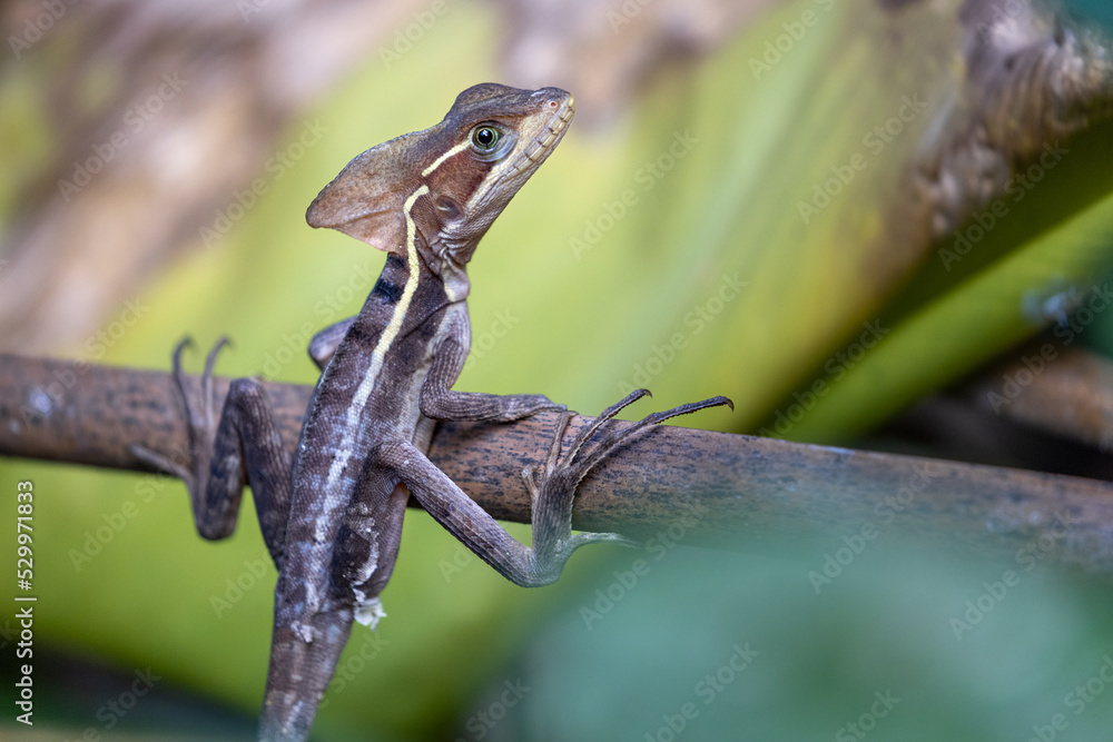 brown basilisk