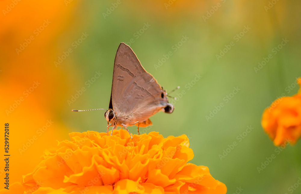 Obraz premium Love on the flower