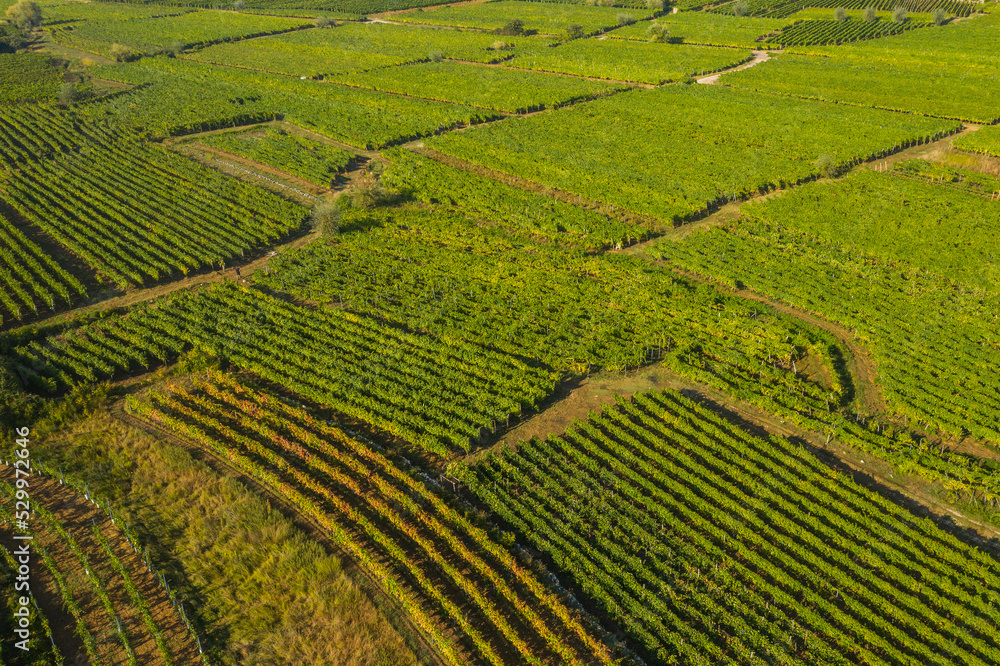 Vrbnik vineyards, aerial view, Island of Krk, Croatia Vrbnik vineyards, aerial view, Island of Krk, Croatia