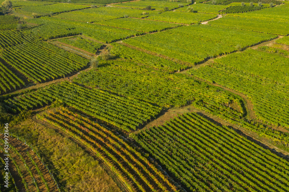 Vrbnik vineyards, aerial view, Island of Krk, Croatia