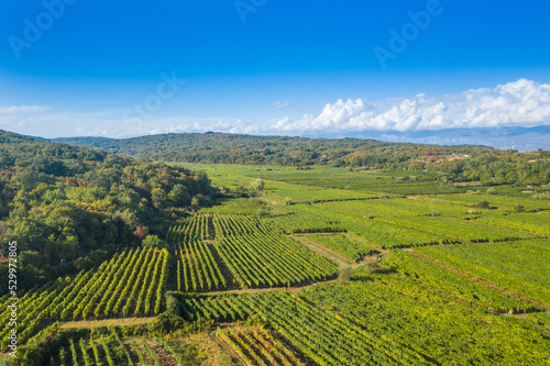 Vrbnik vineyards  aerial view  Island of Krk  Croatia