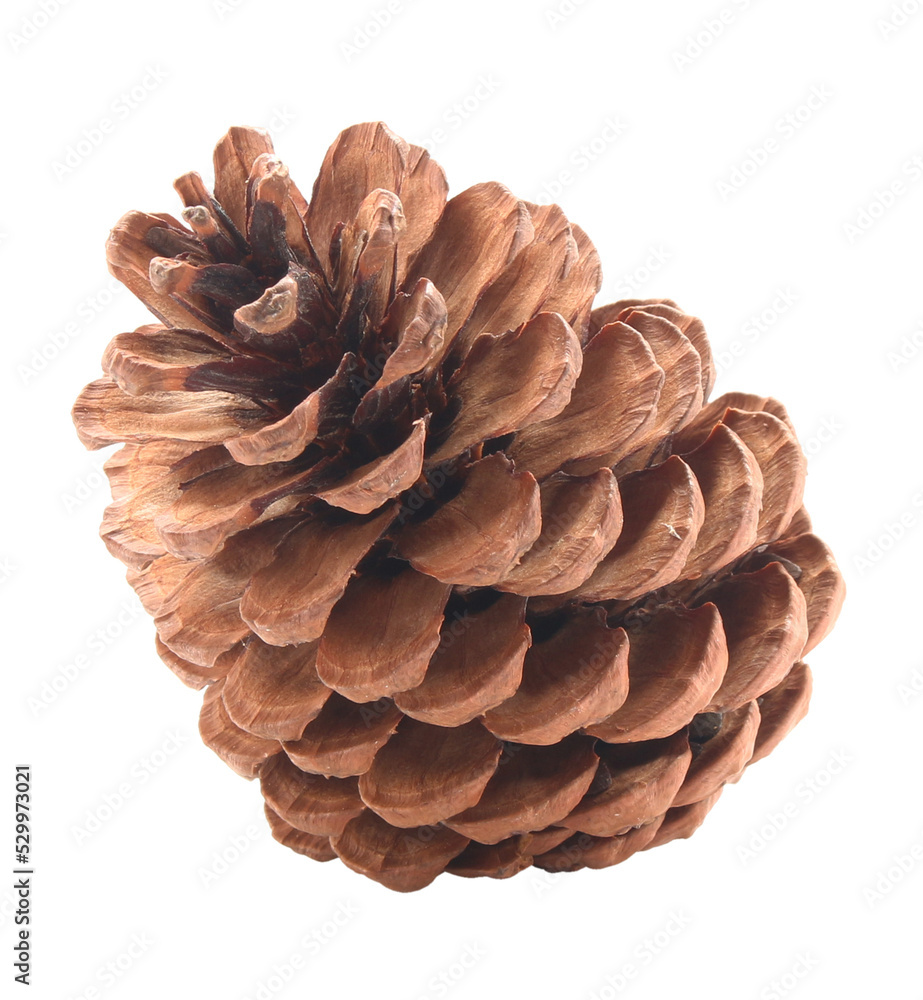 dried pine cones coniferous on transparent background png file dried pine cones coniferous on transparent background png file