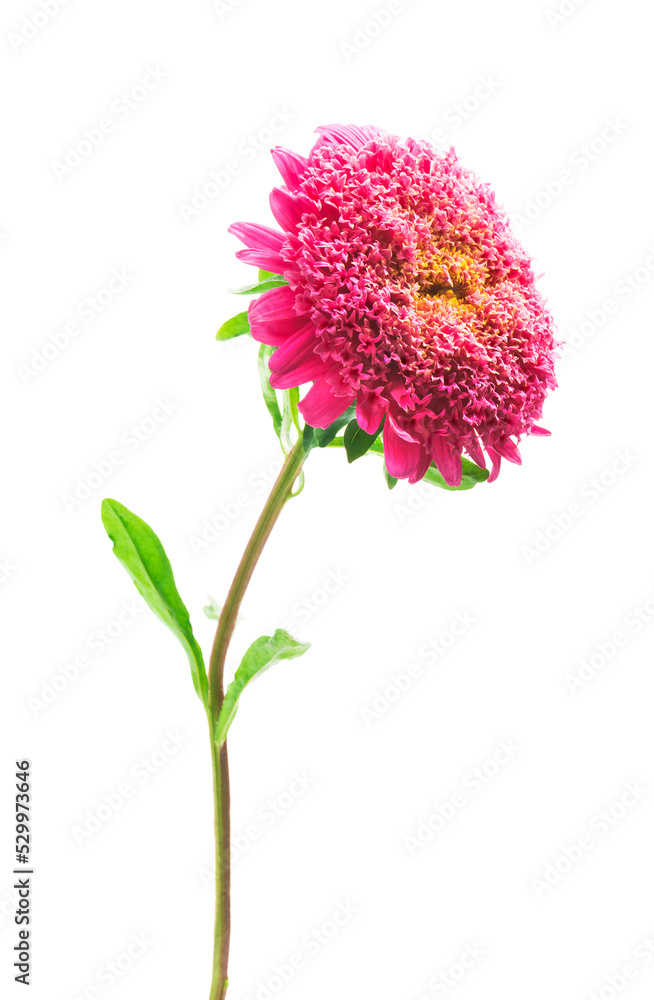 pink aster flower on a white background pink aster flower on a white background
