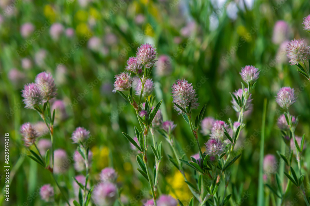 Closeup of flowering Rabbitfoot clover or Trifolium arvense in its on wild habitat on a sunny day in the Dutch summer season