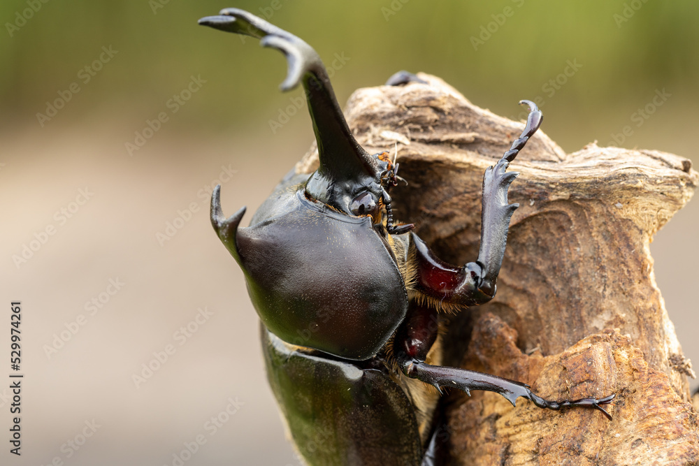 Fototapeta premium オスのカブトムシのクローズアップ ‐Japanese rhinoceros beetle‐