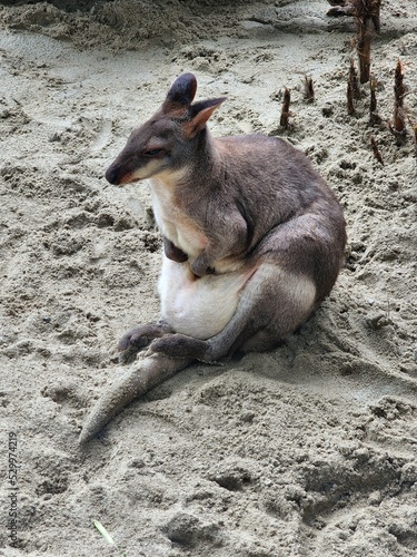 kangaroo with baby