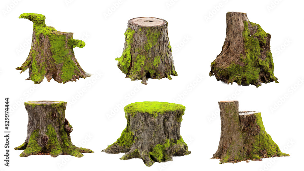 tree stumps, collection of old and overgrown stubs, isolated
