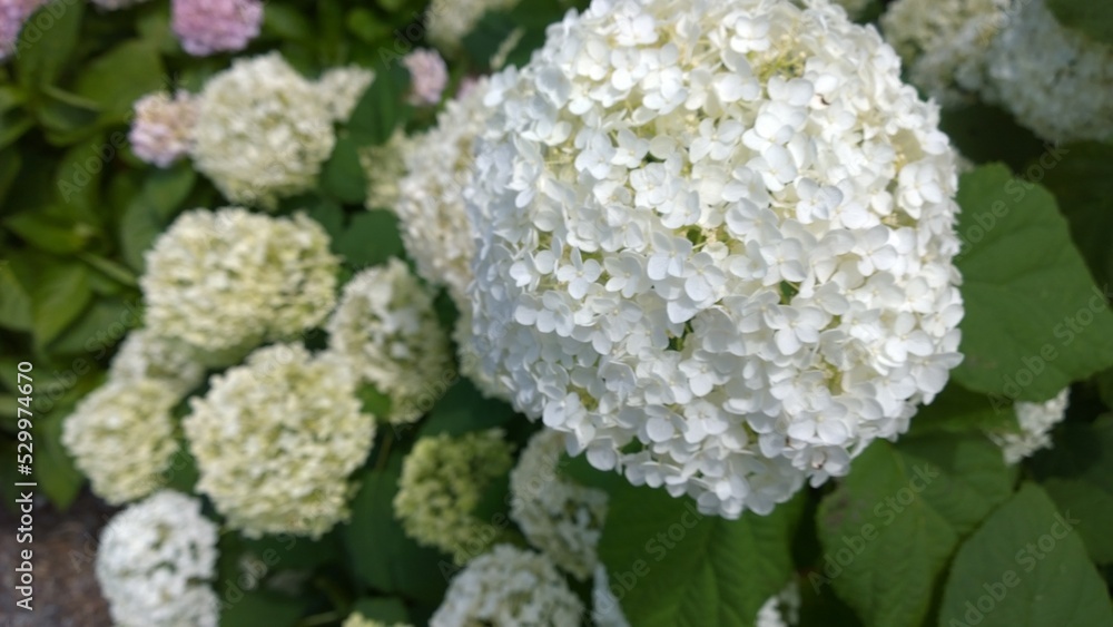 white flowers in the garden white flowers in the garden
