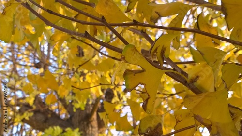 yellow maple leaves against sky