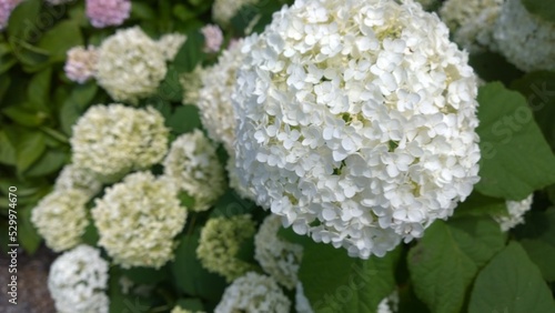 white flowers in the garden