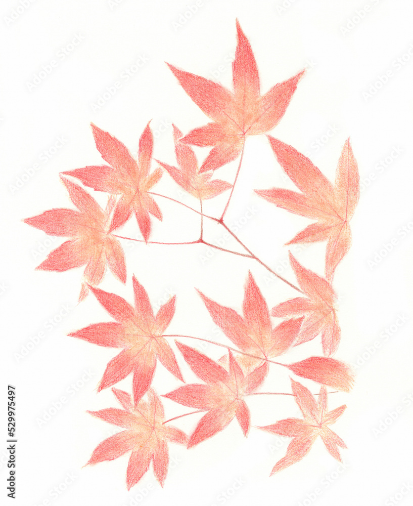 植物 植物