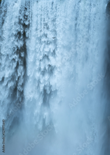 Seagull bird flying through powerful Skogafoss waterfall in summer