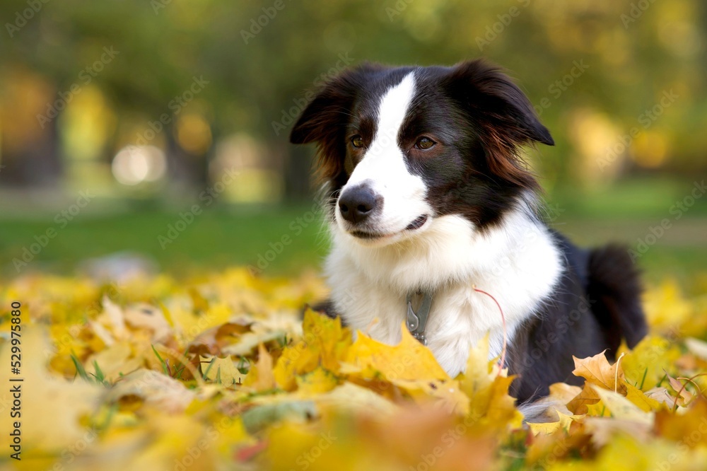 Portrait of happy beautiful black and white dog Border Collie lying in colourful yellow leaves, foliage in golden autumn park. Copy space. Sad thoughtful pensive pet