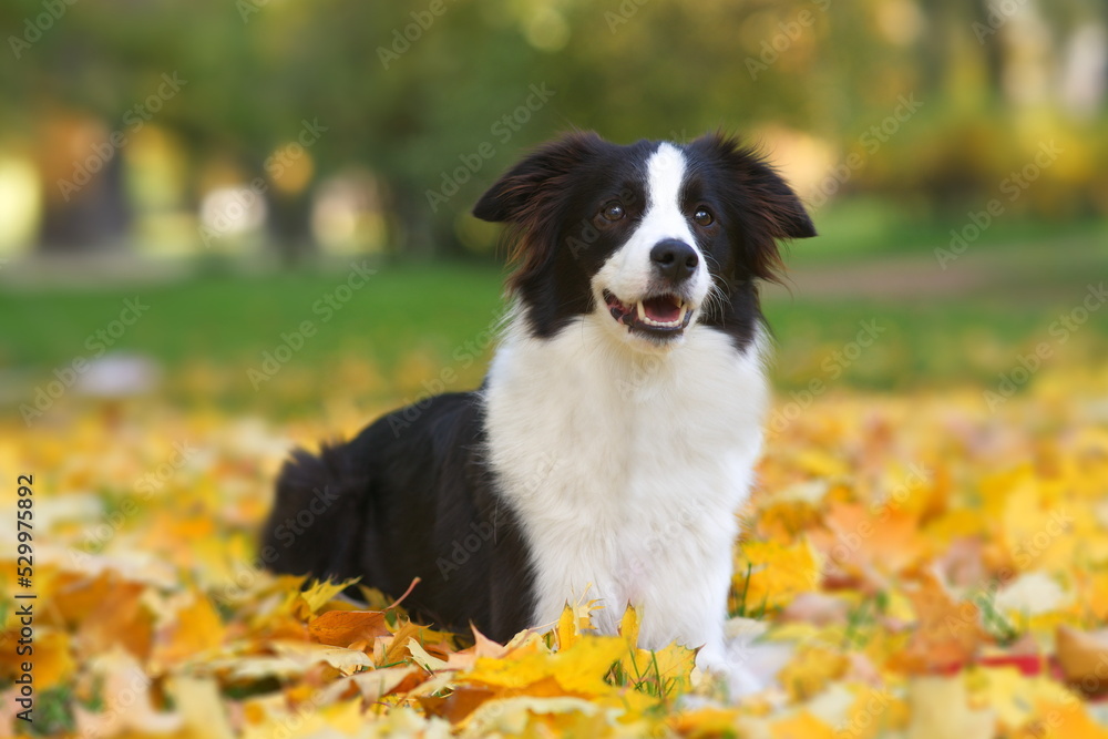 Portrait of happy positive beautiful black and white dog Border Collie in warm scarf lying in colourful yellow leaves, foliage in golden autumn park and smiling