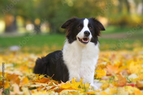 Portrait of happy positive beautiful black and white dog Border Collie in warm scarf lying in colourful yellow leaves, foliage in golden autumn park and smiling © Евгений Шемякин