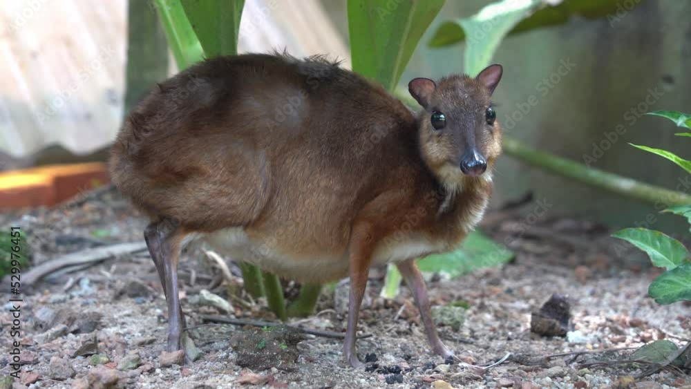 Cute and curious pregnant mother lesser mouse-deer, tragulus kanchil, sniffing and foraging on the ground at Langkawi wildlife park, Malaysia, close up handheld motion shot. Cute and curious pregnant mother lesser mouse-deer, tragulus kanchil, sniffing and foraging on the ground at Langkawi wildlife park, Malaysia, close up handheld motion shot.