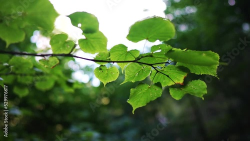 slow motion leafs in forrest photo