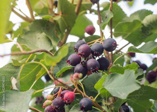 delicious black fruits of the irga plant on a tree, shadberry