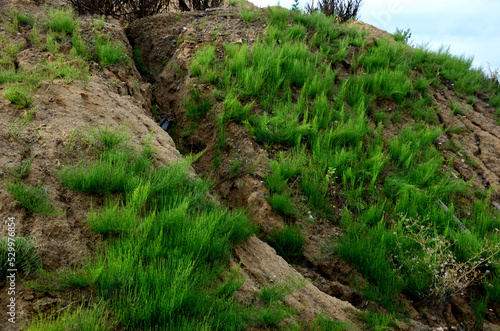 a slope covered with horsetail. inhabits inhospitable places with a minimum of nutrients. a bird torn by a bird of prey. soil piled at the construction site weeded