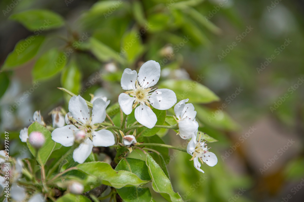 White cherry flowers on a background of green leaves White cherry flowers on a background of green leaves