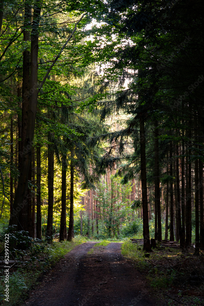 Forest trail in summer day