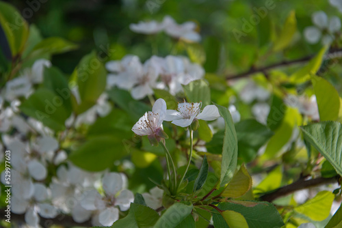 White cherry flowers on a background of green leaves