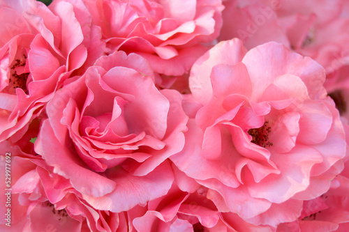 Bouquet of pink flowers, wedding photos