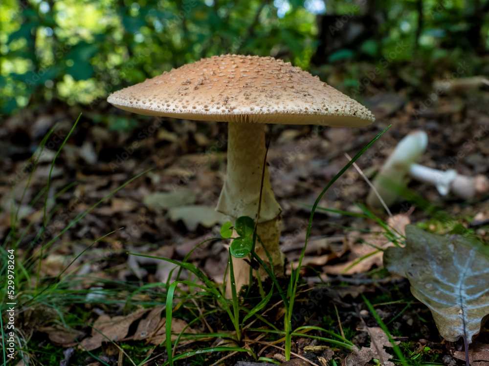 Close up of Amanita Rubescens Mushrooms on natural forest background. It is an edible mushroom. Close up of Amanita Rubescens Mushrooms on natural forest background. It is an edible mushroom.