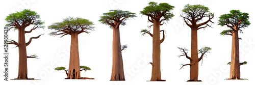 Tableau sur toile baobab, collection of large tropical trees, isolated on white background