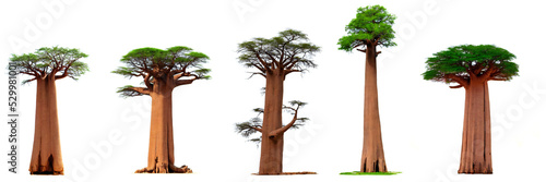Fotobehang baobab, collection of large tropical trees, isolated on white background, 3d ren