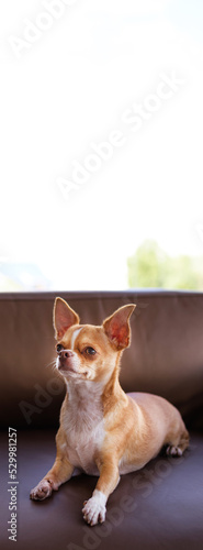 Vertical shot of ginger Chihuahua dog lying on armchair at home	