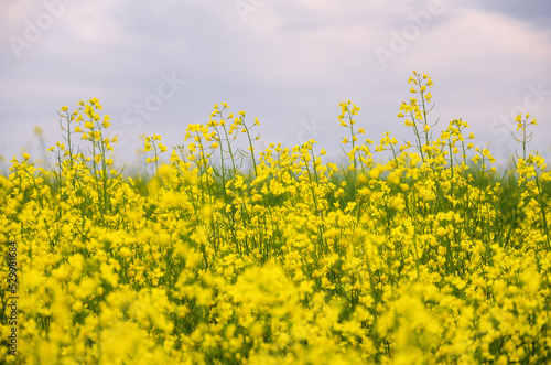 Canola field clouds summer yellow flowers bloom rapeseed blossoms rapeseed field clean fuel rapeseed oil eco fuel bokeh