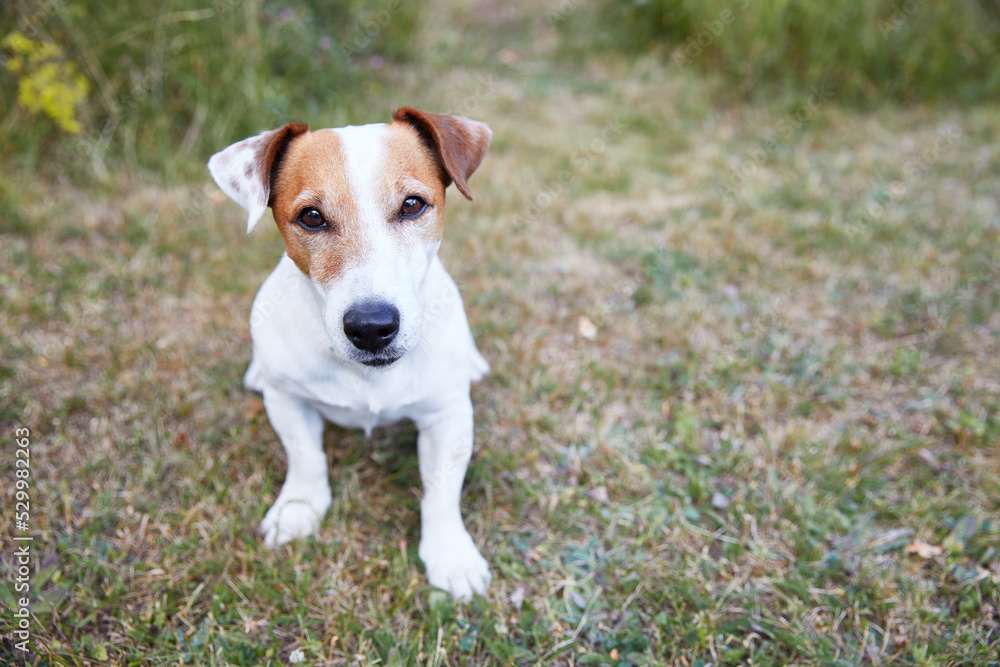 Portrait of a Jack Russell Terrier Dog Sitting in the Grass