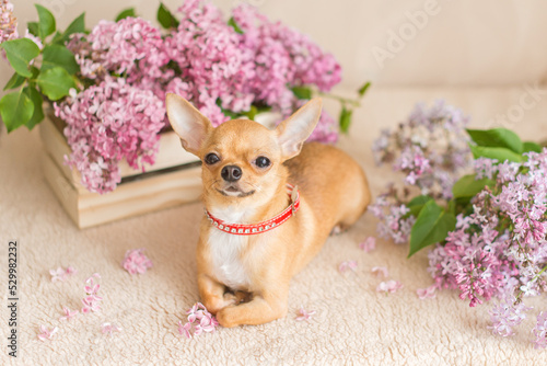 Beautiful red little Chihuahua dog in the sun with a basket of bright violet lilac