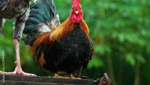 Colorful male bantam Cock fighting