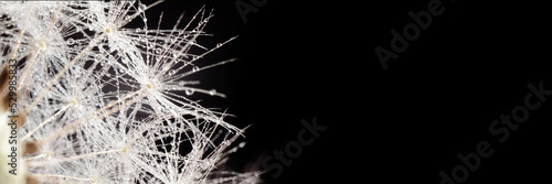 Dandelion seeds on a black background. Close-up. Soft focus. Banner