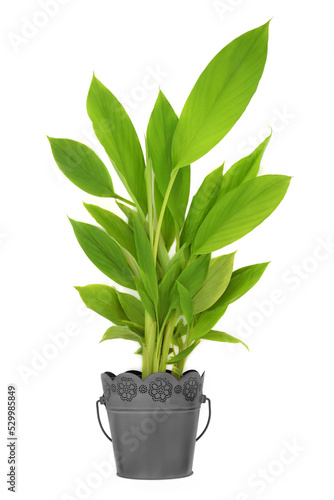 Turmeric plant growing in metal pot. Organic nature homegrown produce, high in polyphenols, flavonoids, antioxidants. Used in cooking and herbal plant based medicine on white background.