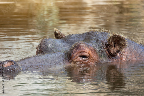 portrait d'un hippopotame en gros plan