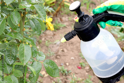 Spraying roses in the garden with a spray bottle. Pest control concept. Caring for garden plants