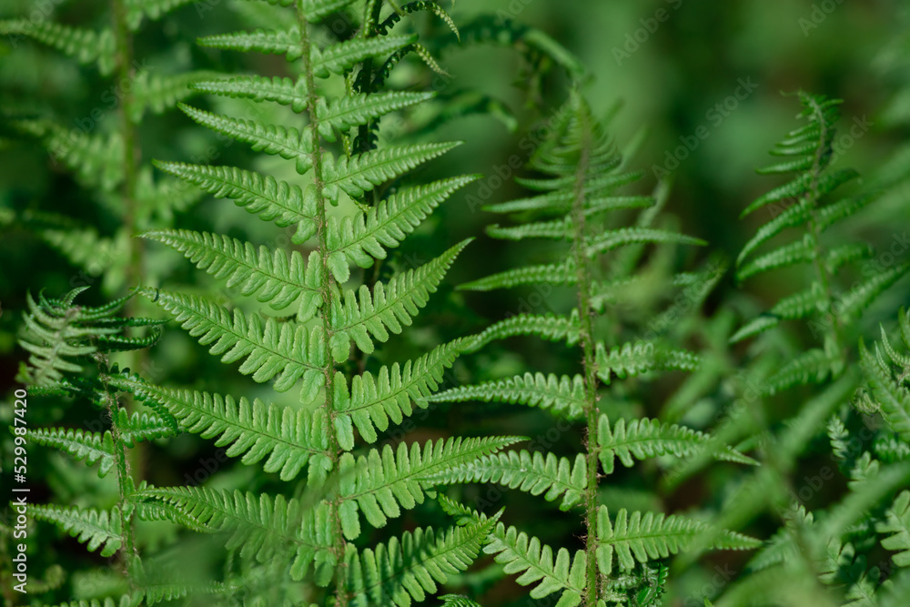 Green background. Natural light green fern wallpaper. Green background. Natural light green fern wallpaper.