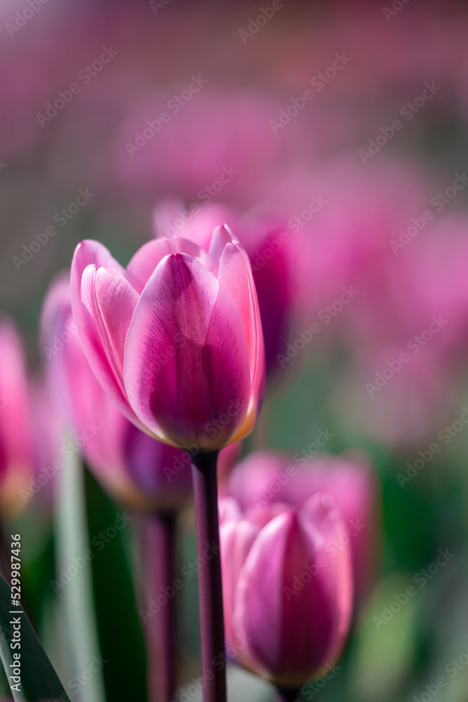 Fototapeta premium Amazing pink tulip flowers blooming in a tulip field, against the background of blurry tulip flowers.