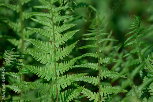 Natural light green fern wallpaper.