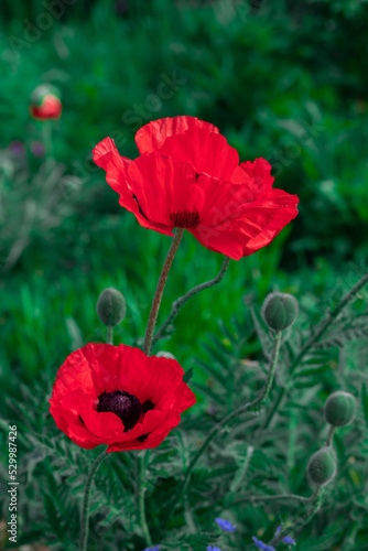 Large red poppies on a background of green leaves.