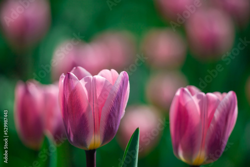 Amazing pink tulip flowers blooming in a tulip field, against the background ...