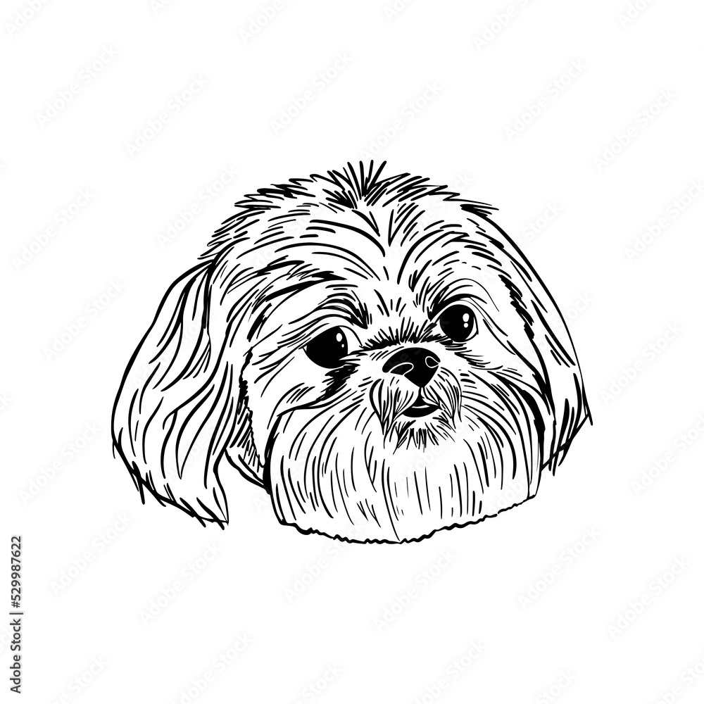 Portrait of Shih Tzu outline illustration. Dog line drawing. Stock